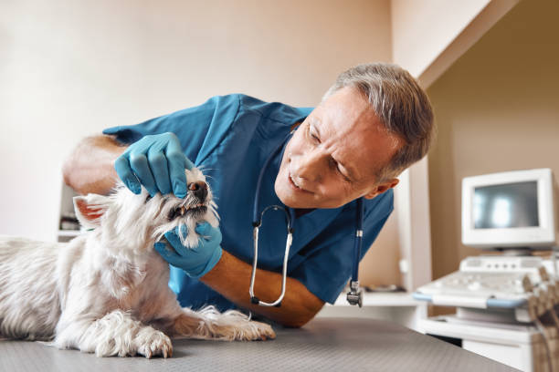 Best Emergency Root Canal Treatment in Wabasha, MN